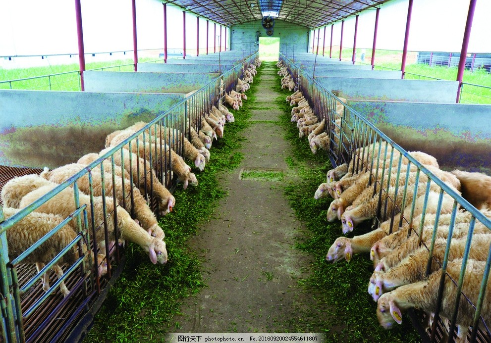 肉羊養(yǎng)殖場的科學(xué)管理與發(fā)展策略
