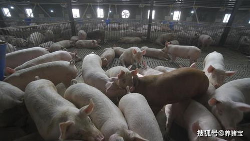 養豬寶飼料添加劑（育肥豬專用） 科學催肥，養殖增效利器